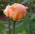 Aloha rose photo