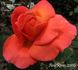 Madame Lucien Perrier rose photo