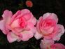 Claire Chazal rose photo