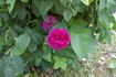 Double Brique rose photo