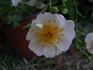 Little White Lies rose photo