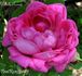 Achille Gonod rose photo
