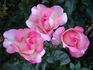 Claire Chazal rose photo