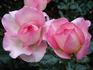 Claire Chazal rose photo