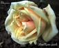 Elegance rose photo