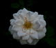 Snow Angel rose photo