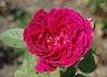 Marshall P. Wilder rose photo