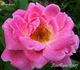 Abondant rose photo