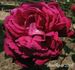 Ferdinand de Lesseps rose photo