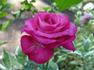 Nightingale rose photo