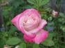 Agnes Winchel rose photo