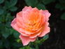 Honey Bunch ® rose photo