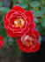Hope and Joy rose photo