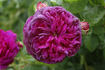 Ellen Tofflemire rose photo