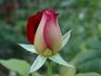 Disco rose photo