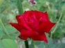 Special Merit rose photo