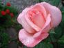Cosima rose photo