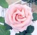 Pink Osiana rose photo