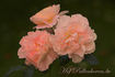 Sangerhäuser Jubiläumsrose ® rose photo