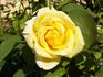 Primo Sole ® rose photo