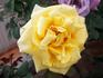 Primo Sole ® rose photo