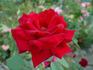 Legend rose photo