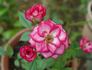 Whoopi ™ rose photo