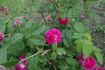 Invincible rose photo