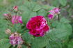 Invincible rose photo