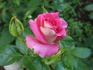 Alter Ego rose photo