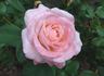 Koppies rose photo