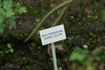 <i>Rosa spinosissima</i> 'Double Yellow' rose photo
