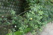 <i>Rosa spinosissima</i> 'Double Yellow' rose photo