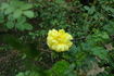 <i>Rosa spinosissima</i> 'Double Yellow' rose photo