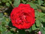 Adagio rose photo