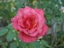 Sandringham Centenary rose photo