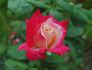 Double Perfection ™ rose photo