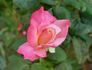 Double Perfection ™ rose photo