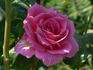 Balkan Star rose photo