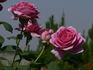 Balkan Star rose photo