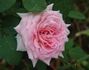 Color Me Pink rose photo