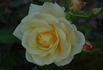 Wartburg 77 rose photo