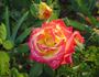 Flaming Beauty rose photo