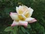 Simply Irresistible rose photo