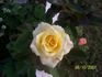 Skyline rose photo