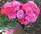 Carefree Marvel ™ rose photo