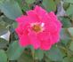 Hot Wonder rose photo