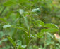 <i>Rosa acicularis</i> Lindl. var. <i>bourgeauiana</i> Crép. rose photo
