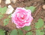 Árpád-házi boldog Jolán emléke rose photo