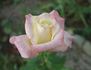 American Heritage ® rose photo
